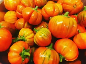 Gaia / Eggplant ‘Turkish Orange’ / Certified Organic by Ecocert Canada / Annual - Pépinière