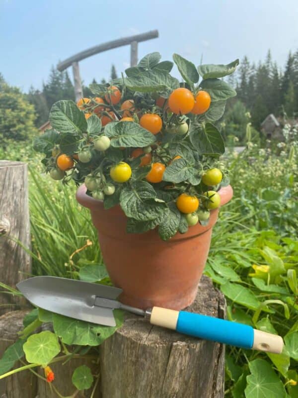 Écoumène / Tomate Cerise ‘Orange Hat’ / Type Annuel / Semences Bio - Pépinière