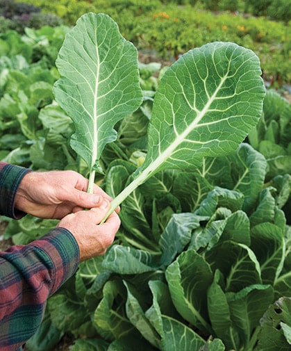 Chou Vert ‘Broccolo Fruilano’ / Annuel / Non Traité / Sans OGM - Pépinière