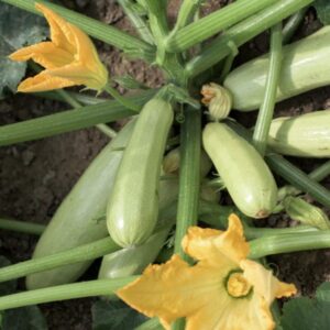 Weston / Zucchini ‘Bianca di Trieste’ / Annual Type / Non-GMO - Pépinière