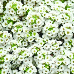 Alyssum Clear Crystal White / Annual type / Filmcoat seed - Pépinière