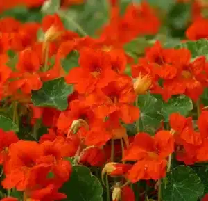 Nasturtium Orange Troïka / Annual type / Raw seed - Pépinière