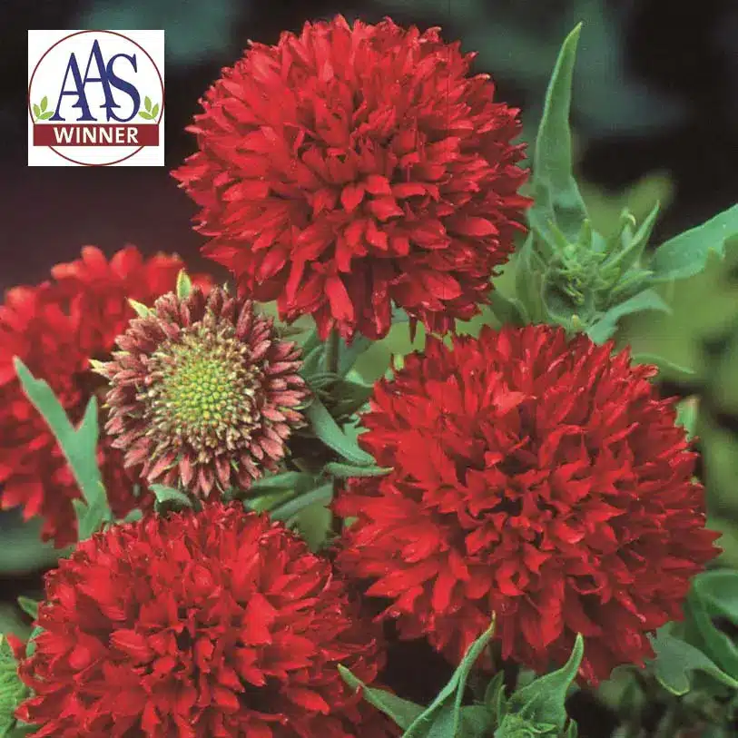 Blanket Flower Red Plume / Annual / Raw | Online gardening products