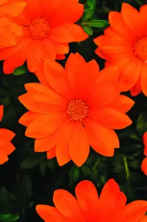 Gazania Orange Clair ‘New Day’ F1/ de type Annuel / Semences Enrobées - Pépinière