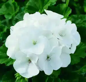 Maverick White Geranium F1 / Annual / Film-coated seed - Pépinière