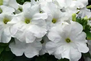 Petunia Limbo *GP* White F1 / Annual Type / Coated Seed - Pépinière