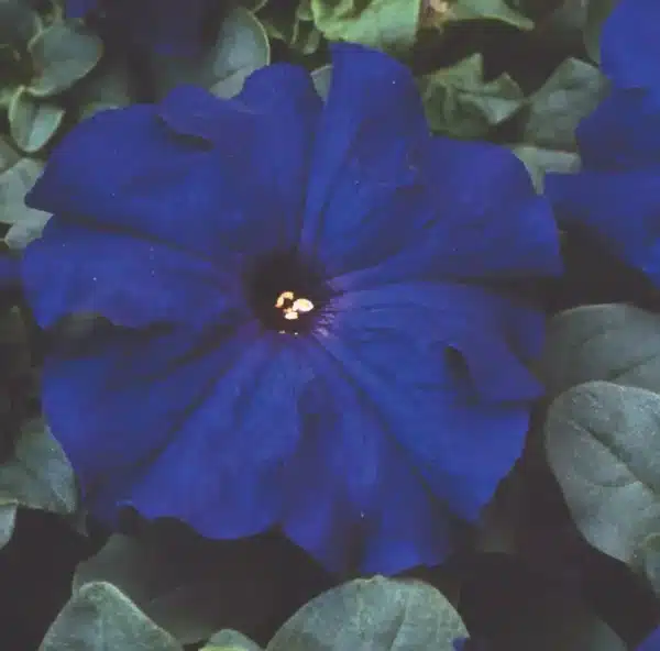 Petunia Limbo *GP* Blue F1 / Annual Type / Coated Seed - Pépinière