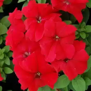 Petunia Limbo *GP* Red F1 / Annual Type / Coated Seed - Pépinière