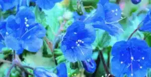 Phacélie ‘California Blue Bell’ / de type Annuel / Semences Nues - Pépinière