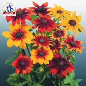 Gloriosa Daisy Autumn Colours / Annual / Coated Seeds - Pépinière