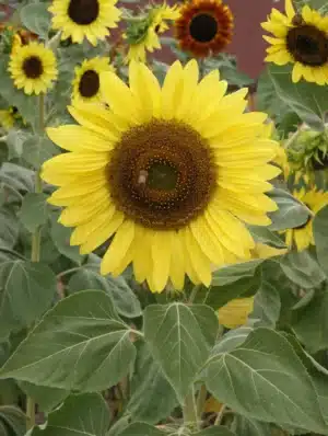 Sunflower ‘Queen Lemon’ / Annual / Seed Naked - Pépinière