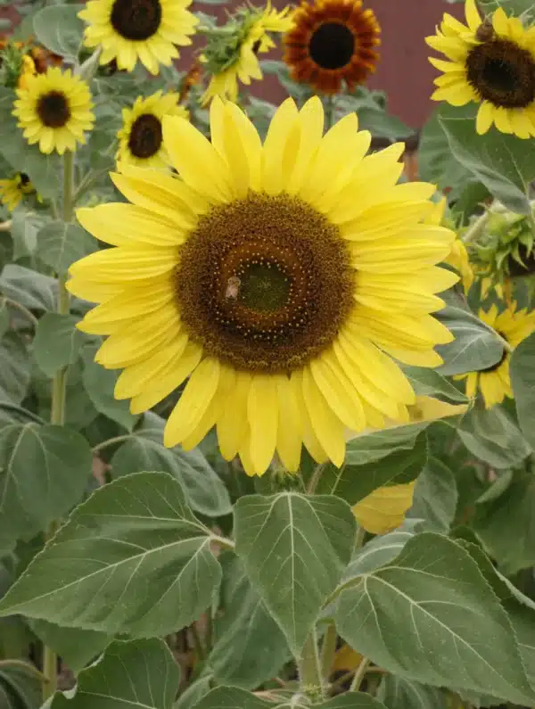 Sunflower ‘Queen Lemon’ / Annual / Seed Naked - Pépinière