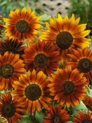 Sunflower ‘EarthWalker’ / Annual / Seed Raw - Pépinière
