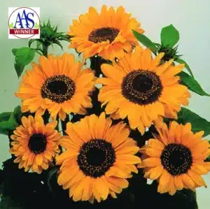 Sunflower ‘Soraya’ / Annual / Seed Raw - Pépinière