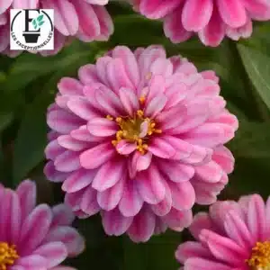 Zinnia Double Zahara ‘Rapsberry Ripple’ / de type Annuel / Semences Pelliculées - Pépinière