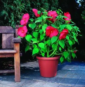 Rose mallow Luna Red F1 / Perennial Type / Raw - Pépinière