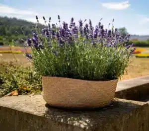 Lavender Chill-Out Blue / Perennial / Pre-germinated Seeds - Pépinière