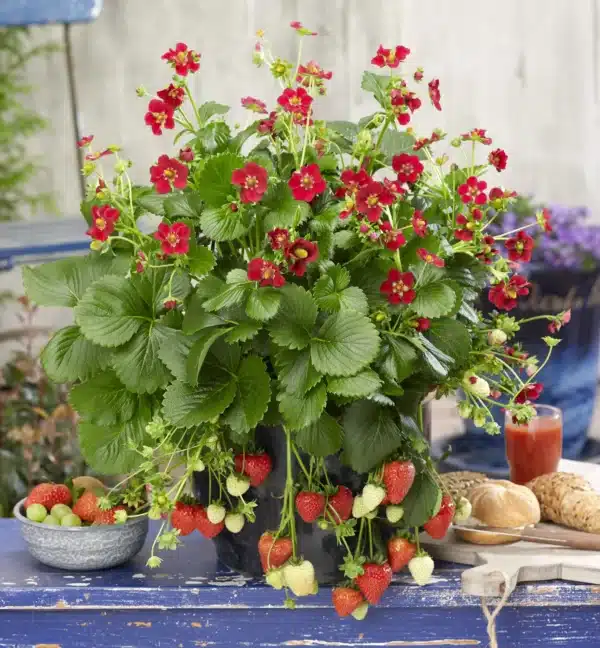 Strawberry Ruby Ann F1 / Perennial type / Raw Seeds - Pépinière