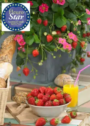 Strawberry Toscana F1 / perennial type / Raw seeds - Pépinière