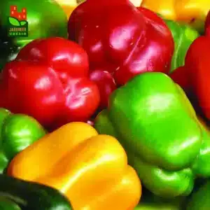 Sweet Pepper Rainbow Mix / Annual Type / Treated Seed - Pépinière