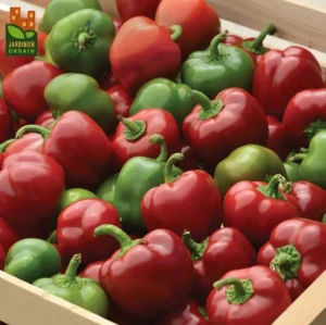 Sweet Red Pepper ‘Snackabelle’ F1 / Annual Type / Untreated Seed - Pépinière
