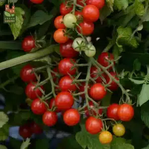 Tomate Cerise Rouge ‘Candyland’ F1 / type Annuel / Semences Non-Traitées - Pépinière