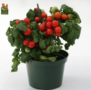 Scarlet Cherry Tomato ‘Sweet n Neat’ F1 / Annual Type / Untreated Seed - Pépinière
