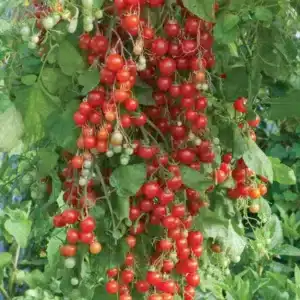 Red Cherry Tomato ‘Sweet Million’ F1 / Annual Type / Untreated Seed - Pépinière