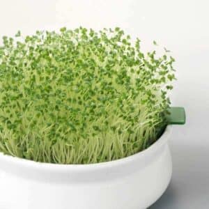 Weston / Chia / Organic / Untreated & Non-GMO Microgreens - Pépinière