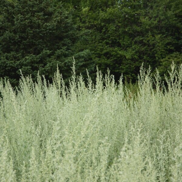 Ecoumene / Absinthe Grande / Perennial Type / Herb Seeds - Pépinière