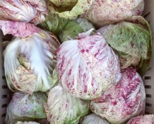 Adige Medio Radicchio | Certified Organic by Ecocert Canada | Annual | Open Pollinated | Heirloom - Pépinière