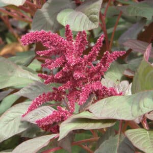 Ecoumene / Amaranth ‘Opopeo’ / Annual Type / Organic Seeds - Pépinière
