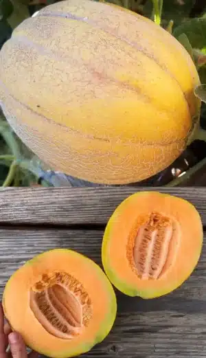 Gaia / Amish Melon / Certified Organic by Ecocert Canada / Annual - Pépinière