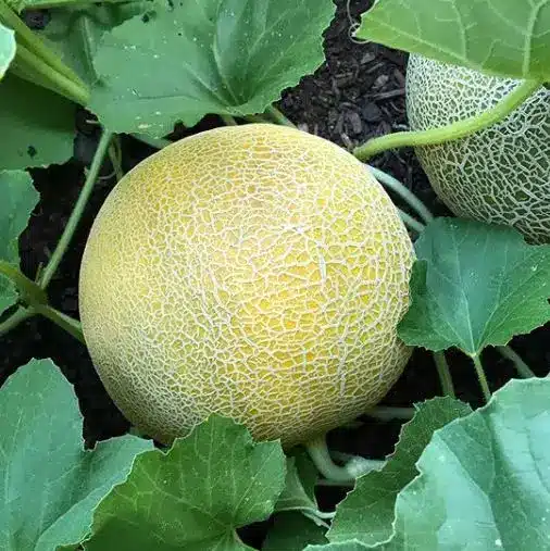 Melon Arava F1 / Certifié Bio par Écocert Canada / Annuel / Pollination Libre / Hybride - Pépinière