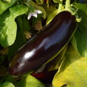 Ecoumene / Diamond Eggplant / Annual Type / Organic Seed - Pépinière