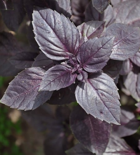 Basilic Violet  / Non Traité / Sans OGM - Pépinière