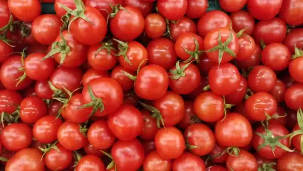 Tomate Cerise Bing - Pépinière
