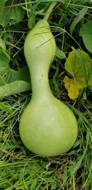 Bird House Bottle Gourd | Certified Organic by Ecocert Canada | Annual | Open Pollinated | Heirloom - Pépinière