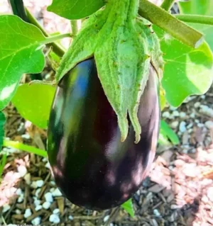Black Beauty Eggplant | Certified Organic by Ecocert Canada | Annual | Open Pollinated | Heirloom - Pépinière