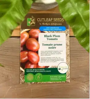 Tomato Black Plum - Pépinière