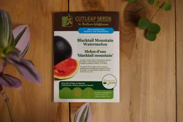 Melon D’Eau  ‘Blacktail Mountain’ - Pépinière