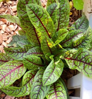 Bloody Dock Sorrel | Certified Organic by Ecocert Canada | Perennial | Open Pollinated | Heirloom - Pépinière
