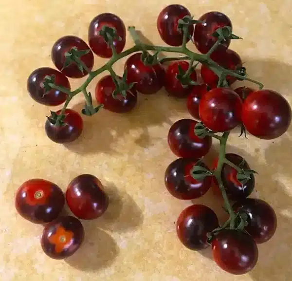 Tomate  » Blueberry  » / Certifié BIO par Écocert Canada / Annuel / Pollination libre / Patrimonial - Pépinière