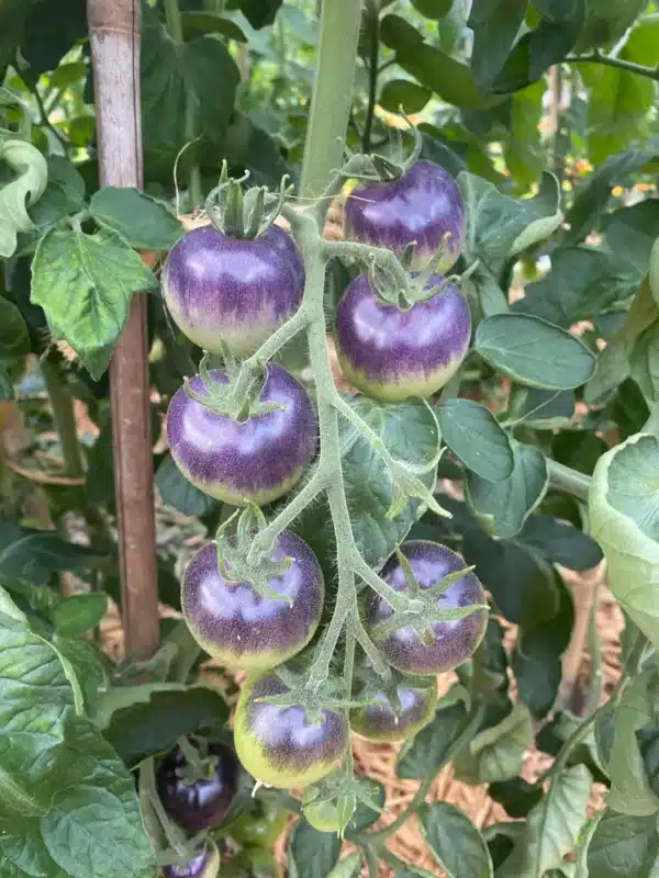 Tomato Blueberry - Pépinière