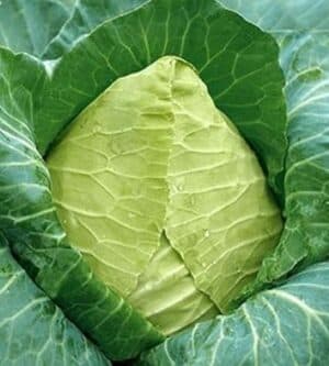 Weston / Cabbage ‘Big Oxheart Cuor Di Bue’ / Annual / Non-GMO - Pépinière