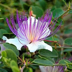 Weston / Caper Flower Herb / Non-GMO - Pépinière