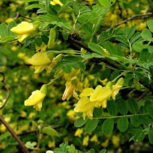 Ecoumene / Siberian Tree / Perennial Type / Organic Seeds - Pépinière