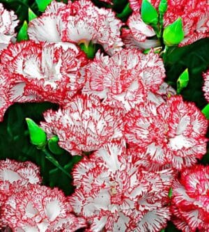 Weston / Giant White Red Striped Carnation / Annual Type / Non-GMO - Pépinière