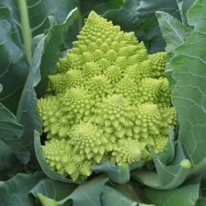 Weston / Romanesco Cauliflower / Biennial / Non-GMO - Pépinière