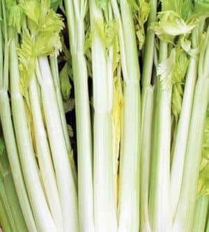 Weston / Celery Dorato D’Asti / Biennial / Non-GMO - Pépinière